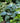 Hosta 'Hadspen Blue'