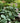 Hosta 'Halcyon'