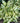 Hosta 'Loyalist'