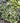 Hosta 'Patriot'