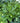 Hosta 'Royal Standard'