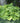 Hosta 'Sum and Substance'