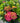 Endless Summer® Summer Crush Hydrangea