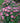 Invincibelle® Ruby Hydrangea