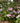 Endless Summer® Twist-n-Shout® Hydrangea