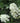 Alice Oakleaf Hydrangea