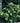 Pee Wee Oakleaf Hydrangea