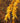 Imperial Thornless Honeylocust