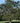 Imperial Thornless Honeylocust