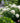 Incrediball® Smooth Hydrangea