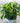 Incrediball® Smooth Hydrangea