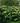 Invincibelle Sublime™ Smooth Hydrangea
