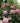 Invincibelle® Spirit II Smooth Hydrangea