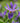 'Purple Flame' Iris versicolor