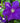 Jackman's Clematis