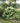 Little Lime® Hydrangea