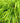 Japanese Forest Grass
