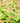 Kodiak Fresh™ Bush-Honeysuckle