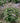 Kodiak® Black Bush-Honeysuckle