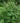 Lacette™ Fragrant Sumac