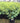 Lady's Mantle