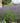 Lavandula x intermedia Phenomenal® 'Niko'