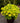 'Lemon Love' Heuchera