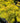 Lemony Lace™ Elderberry