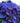 Let's Dance® Rhythmic Blue® Hydrangea
