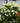 Limelight Prime® Hydrangea