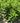 Limelight Prime® Hydrangea