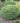 Linesville Arborvitae