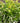 Little Henry® Virginia Sweetspire