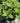 Little Quick Fire® Hydrangea