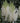 'Lowlands White' Chinese Astilbe