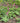 Luxuriant Bleeding Heart