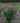Magenta Chiffon® Rose-of-Sharon