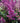 'Maggie Daley' Chinese Astilbe