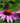Magnus Purple Coneflower