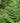Marginal Wood Fern, Leather Wood Fern