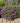 Max Frei Bloody Cranesbill