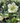 Molly's White Hellebore