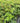 'Montgomery' Astilbe