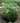 Narrow Leaf Blue Star