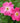'Nearly Wind' Shrub Rose