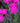 'Neon Star' Dianthus