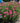 New Vintage™ Rose Yarrow