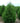 Nigra Arborvitae