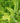 Northern Maidenhair Fern