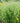Northern Sea Oats